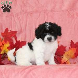 Danny, Bich-Poo Puppy